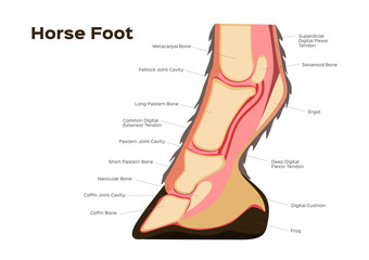 horse foot and leg anatomy / infographic chart vector