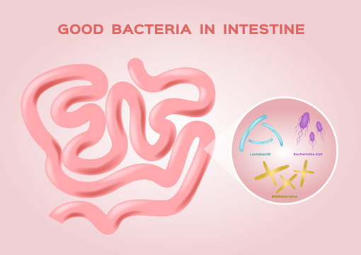 good bacteria in intestine vector / flora