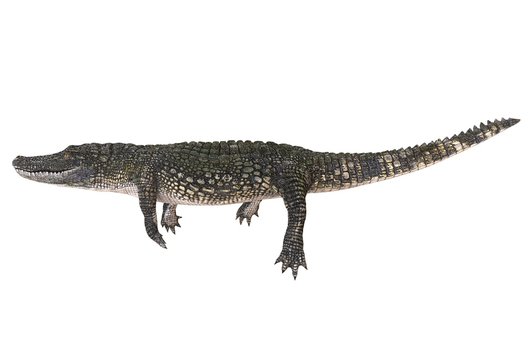 A reference image Alligator isolated on white background 3d illustration