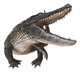 Fototapeta premium A reference image Alligator isolated on white background 3d illustration