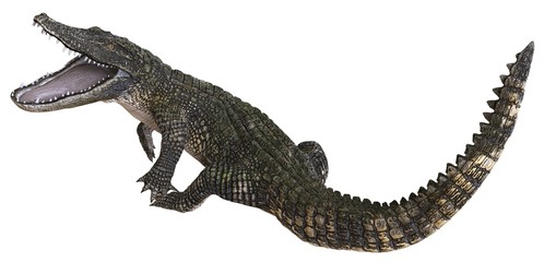 A reference image Alligator isolated on white background 3d illustration