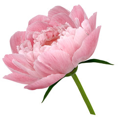 peony flower red Flower with green leaves on a stem isolated on white background. No shadows with...