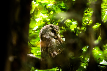 brown owl with shining yellow eyes