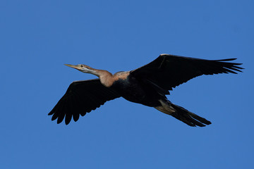 African darter (Anhinga rufa)