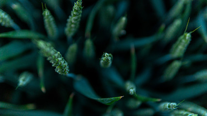 Dark green ears. Blurred background in natural moment