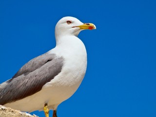 Beautiful adult seagull in front of blue sky