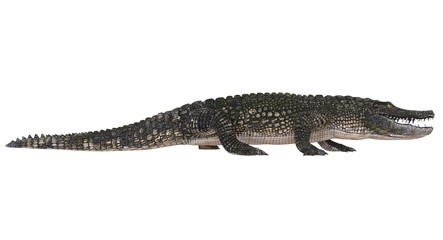 A reference image Alligator isolated on white background 3d illustration