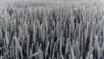 Fototapeta premium Beautifully sharpened ears of grain on grey background with blurred elements.