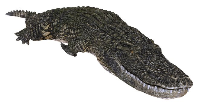 A reference image Alligator isolated on white background 3d illustration