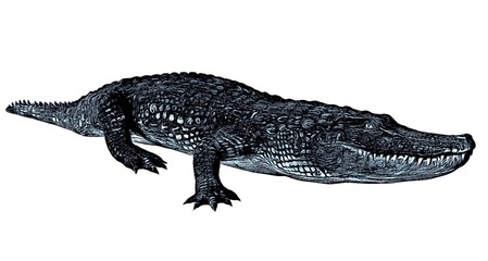 Sketch of alligator isolated on a white background