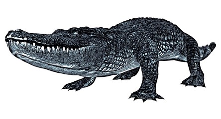 Fototapeta premium Sketch of alligator isolated on a white background