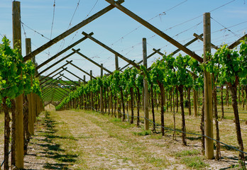 Agricultural landscape, Aragon region, Spain