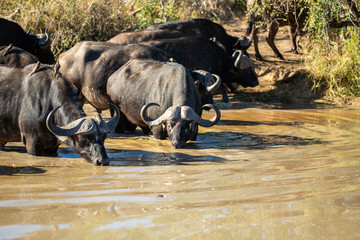 Buffalo herd drinking water and wallowing in the cool waters of a local watering hole  