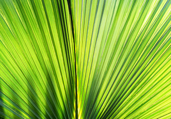 Fototapeta premium Palm Leaf detail. Green natural background.