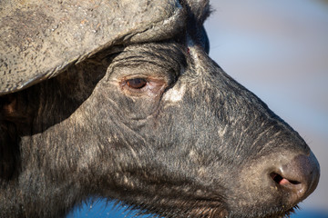 Buffalo herd drinking water and wallowing in the cool waters of a local watering hole  