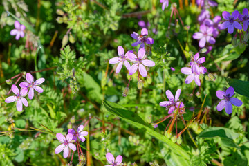 Gewöhnlicher Reiherschnabel