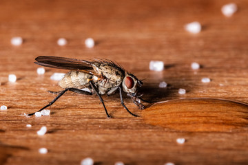 Makroaufnahme einer Stubenfliege die von einem Wassertropfen trinkt