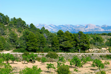 landscape of northeastern Spain: olive trees, road, pines and a view of the Matarranya mountain range, near the Cretas village, Teruel province, Aragon