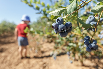 Boy picking fresh blueberries on a farm