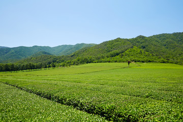 Fototapeta na wymiar Green Tea Farm in Boseong-gun, South Korea.