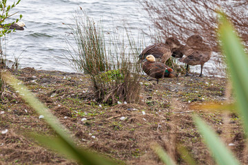 Paradise Shelduck  (Tadorna variegata) in Okareka Lake, North Island, New Zealand