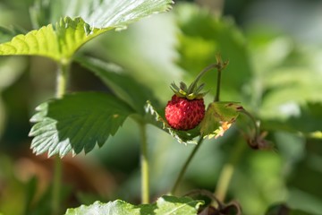 ripe strawberries in the garden