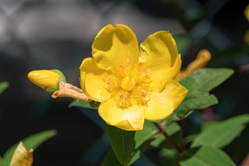 Hypericum calycinum ,Rose Of Sharon in the garden