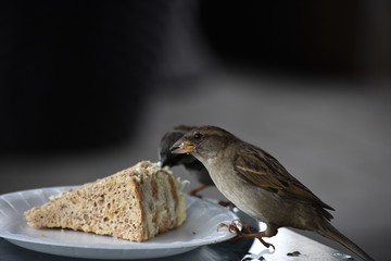 sparrow eating cake