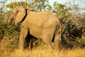 Fototapeta premium Breeding herd of elephant 