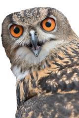 Obraz premium real owl in the farm