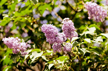 Branch of lilac