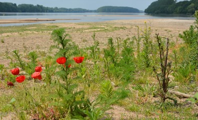 banc de sable sur la loire