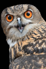 real owl in the farm