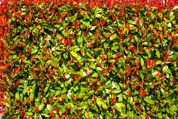 Texture of red and green leaves. Hedge close-up. Background of leaves. Green Bush texture