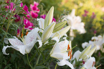 Clarkia amoena flowers and white lilies grow in the garden