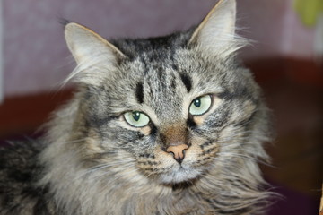 closeup portrait of a cat