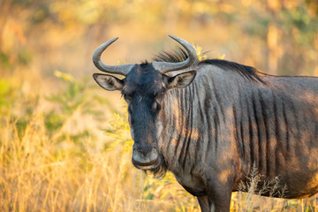 Blue Wildebeest bull looking straight into the camera