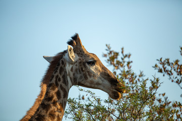 Young male giraffe feeding in the greater kruger national park. 