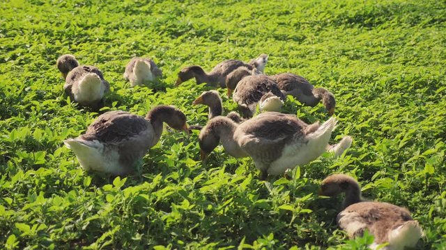 A flock of geese grazes on the green grass