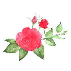 Watercolor painted roses for greeting cards and wedding printing in good quality on a white background.