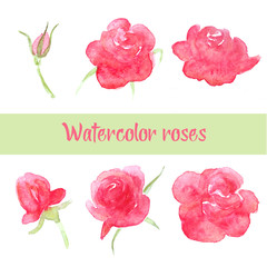 A set of watercolor flowers painted with roses for greeting cards and wedding printing in good quality on a white background.