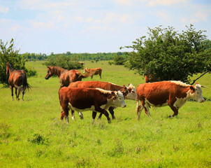 Naklejka na ściany i meble Cows on a green summer meadow 