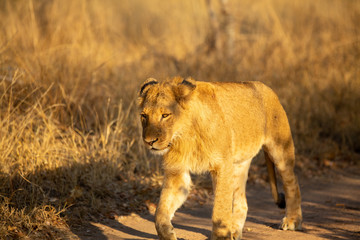 Young male lion walking behind the pride in the bush.