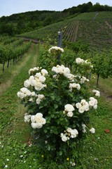Rosen am Weinberg, Moseltal