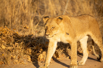 Lioness in africa on safari