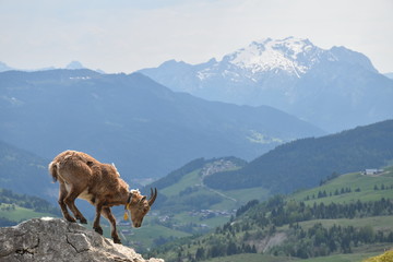 Naklejka premium Young Ibex in the french alps