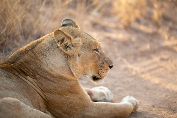 Lioness in africa on safari