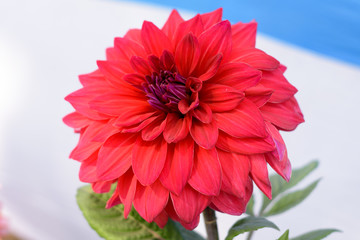 Multi layer petals Red Aster. Aster is a genus of perennial in the family Asteraceae. A sun loving...