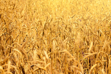 Wheat field in summer next to a blue sky with clouds on a sunny day. Beautiful nature background