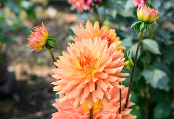 Zinnia - Multi layer orange petal flower plant, a genus of sunflower tribe daisy family. A sun loving plant Blooms in winter spring and summer. Popular for bouquets. Copy space room for text.